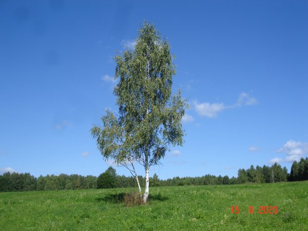 Береза одинокая повислая