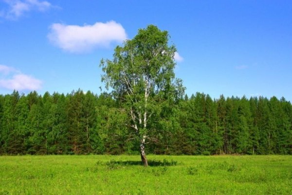 Береза на Поляне