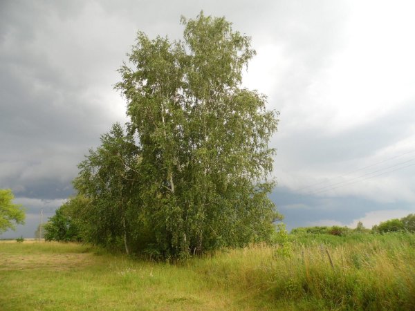 Берёза пушистая