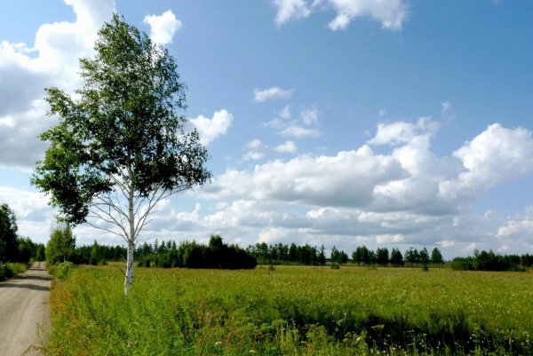 Береза одна