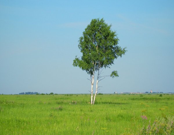 Поля Кубани березы тополя