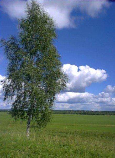 Одинокая береза летом