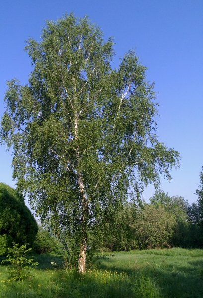 Берёза ойковская