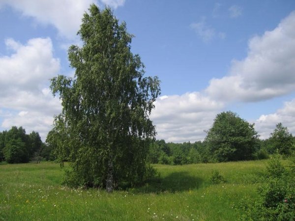 Поле берёзы Смоленщина