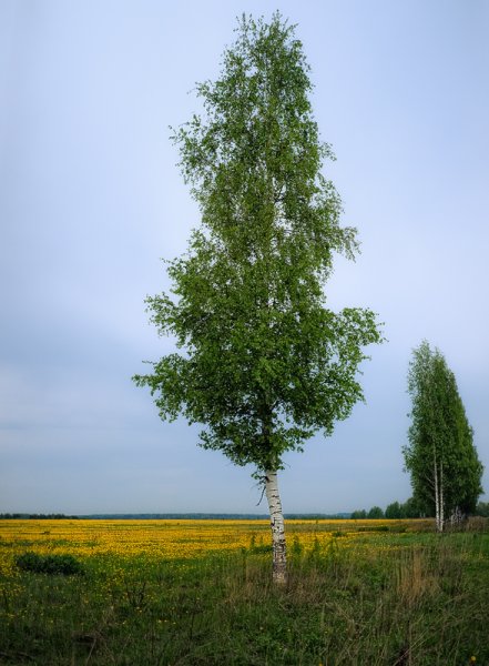 Одинокая береза Ольхон