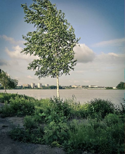 Тонкая береза