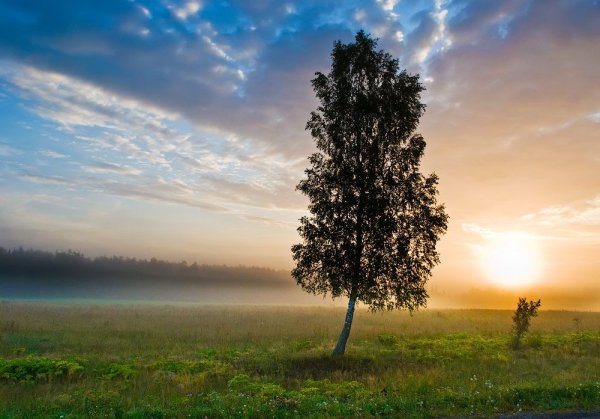 Березка в поле под ветром