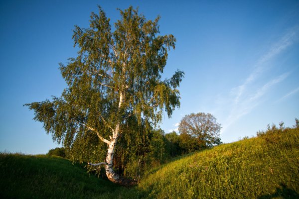 Березка дерево России