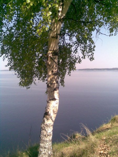 Родина березы