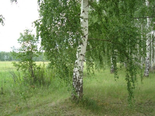 Три березы летом