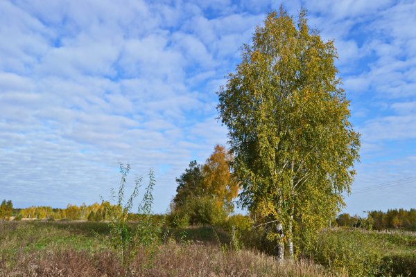 Саратовская береза
