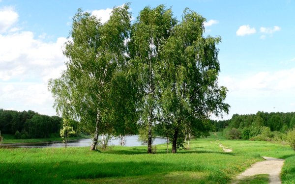 Березовая роща береза повислая