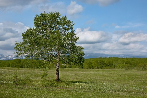 Степные березы