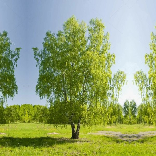 Одинокая береза летом