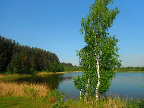 Береза повислая над рекой