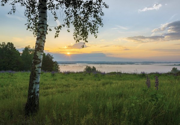 Одинокая береза