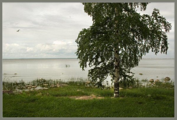 Березки финский залив