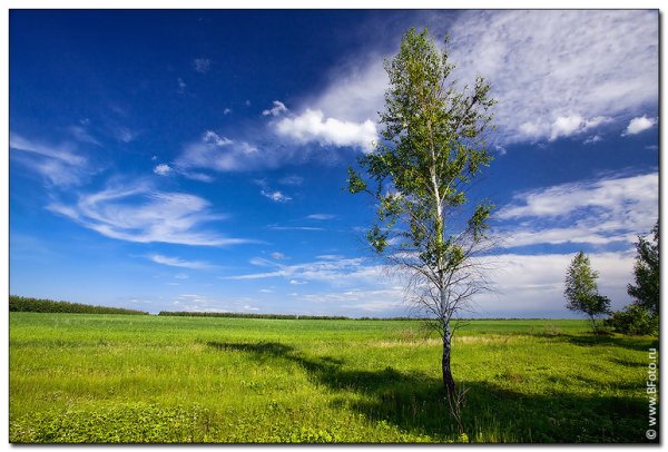 Пейзаж березы небо