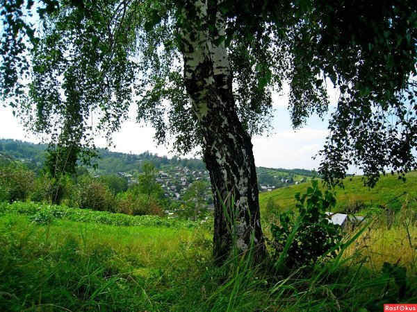 Дьяковский лес деревья береза Ива