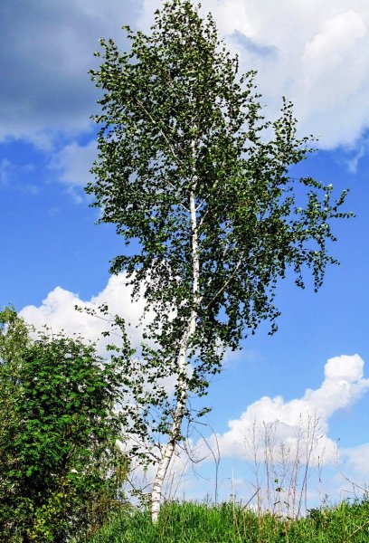 Берёза повислая в Сибири
