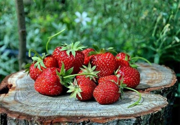 Июнь клубника природа