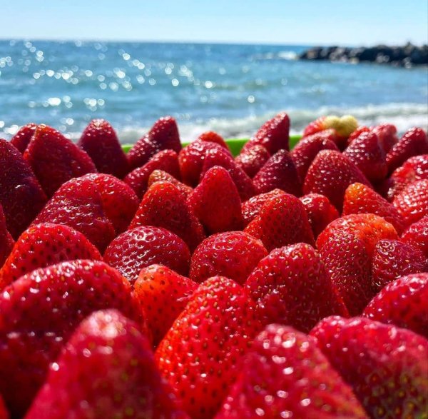 Лето огород