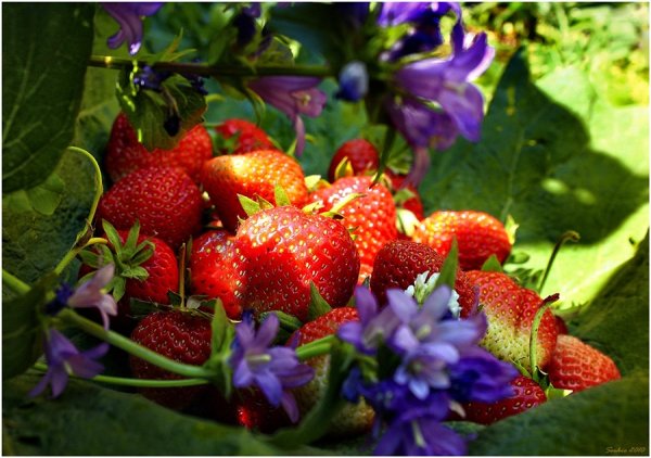 Ягоды на даче