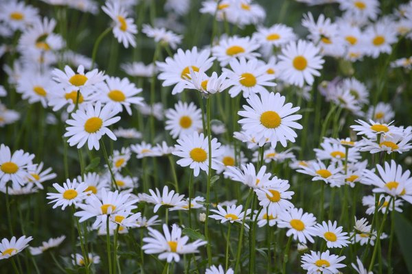 Лето ромашки