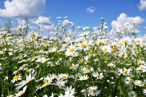 Природа лето ромашки