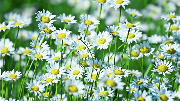 Ромашковая Поляна