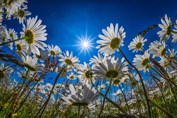 Природа ромашки