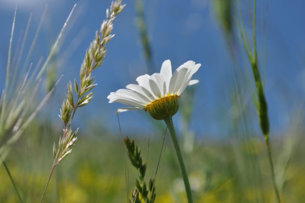 Полевые цветы
