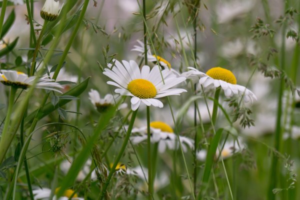 Ромашка Луговая