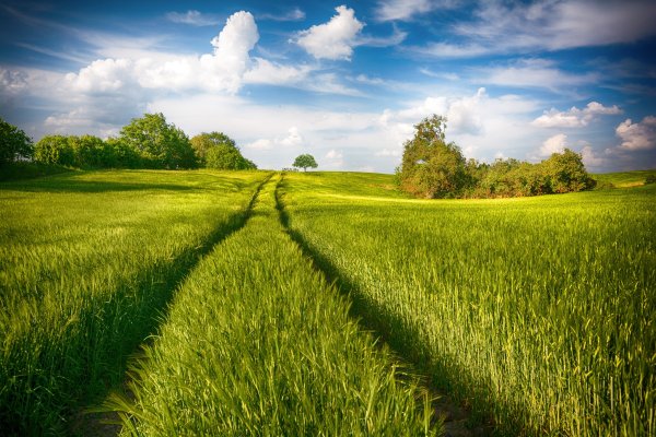 Лето поле