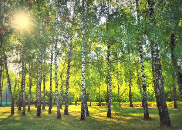 Березовая роща Хабаровск
