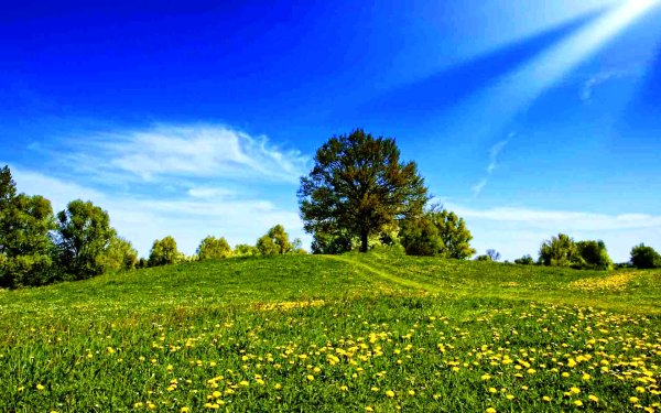 Лучи утреннего солнца