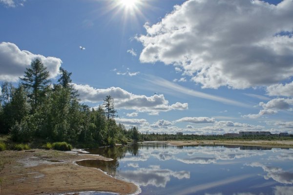 Новый Уренгой природа лето