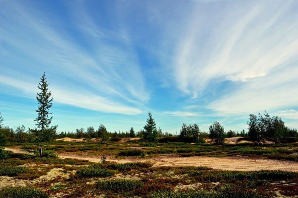 Новый Уренгой площадь