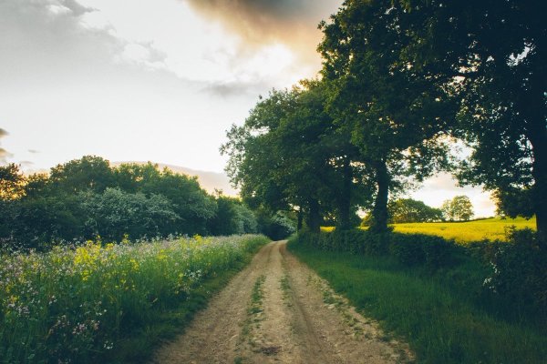 Эстетика природы лето