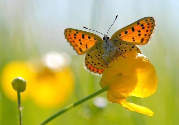 Солнечный пейзаж