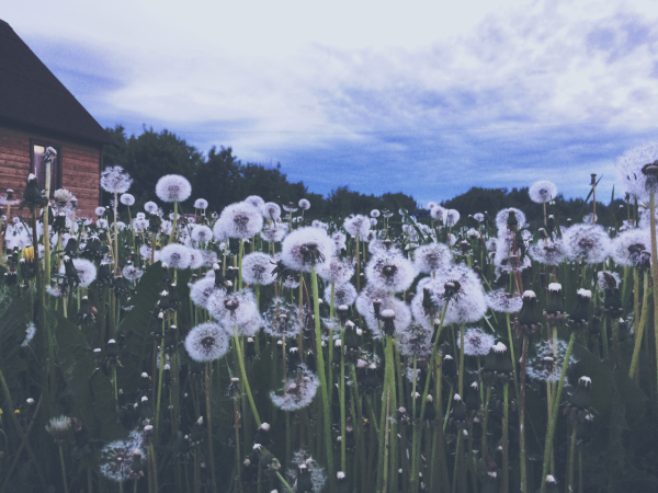 Летняя Эстетика