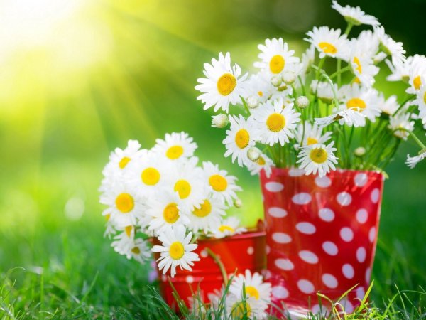 Цветы и солнце утром