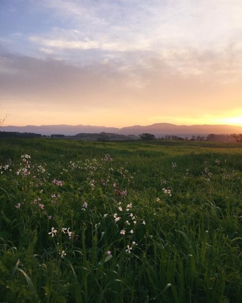 Эстетика природы лето