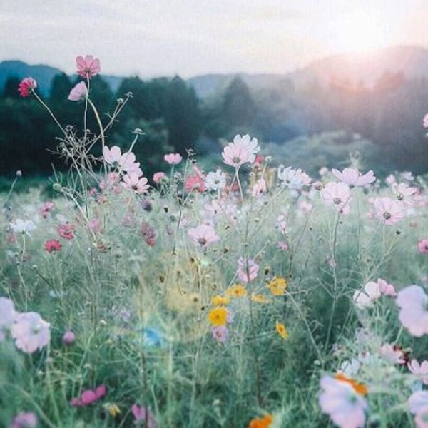 Полевые цветы и солнце