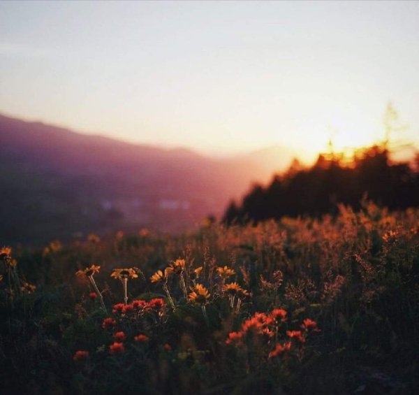 Пикник Эстетика на природе