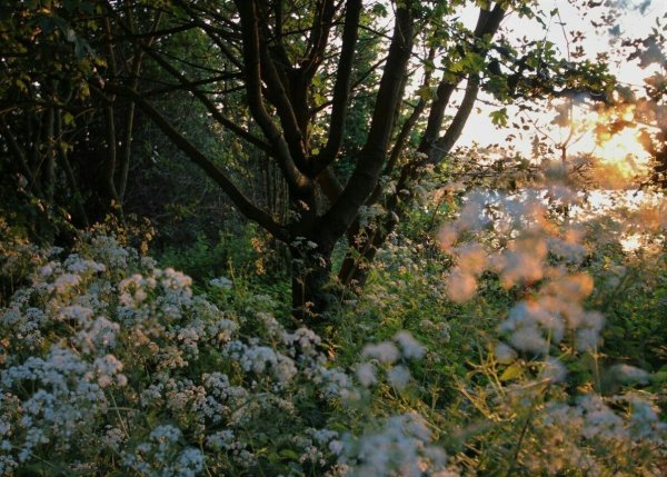 Лето Эстетика