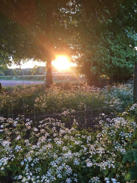 Эстетика лета