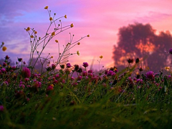 Растения Эстетика