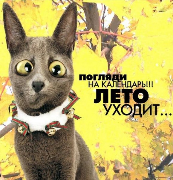 Открытки с последним днем лета