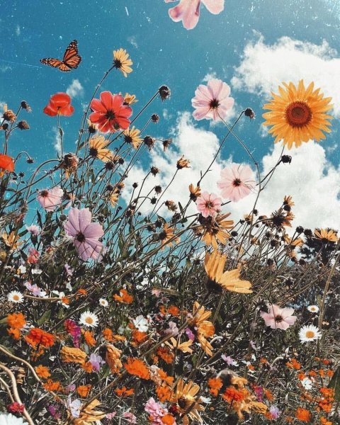 Лето Эстетика